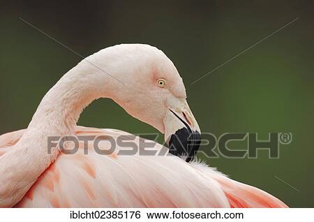 "Chilean Flamingo (Phoenicopterus chilensis), preening itself, native to South America, in captivity, Germany, Europe" View Large Photo Image Stock Photograph - "Chilean Flamingo (Phoenicopterus chilensis), preening itself, native to South America, in captivity, Germany, Europe". Fotosearch