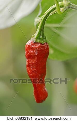 "Chili Pepper (Capsicum frutescens), Jalapeno Purple variety, fruit" View Large Photo Image Stock Image - "Chili Pepper (Capsicum frutescens), Jalapeno Purple variety, fruit". Fotosearch