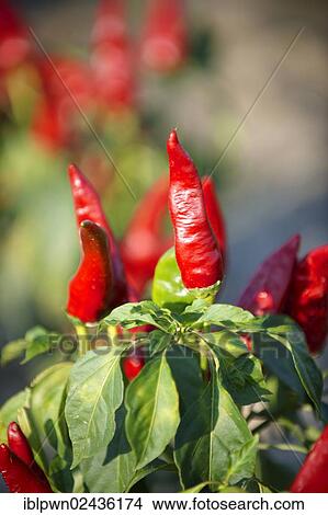 Picture - "Chili peppers (Capsicum annuum) being grown to make Hungarian paprika, Kalocsa, Hungary, Europe". Fotosearch