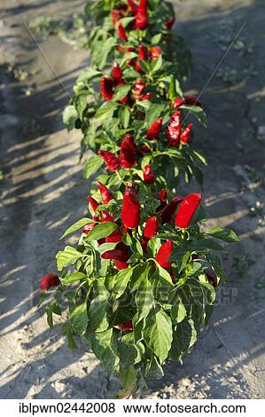 "Chili peppers (Capsicum annuum), for the production of the Hungarian peppers grown, Hungary, Europe" View Large Photo Image Stock Photo - "Chili peppers (Capsicum annuum), for the production of the Hungarian peppers grown, Hungary, Europe". Fotosearch