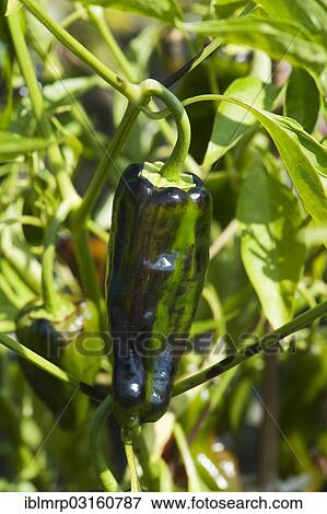 Chili Peppers (Capsicum annuum) growing in a garden View Large Photo Image Stock Photo - Chili Peppers (Capsicum annuum) growing in a garden. Fotosearch