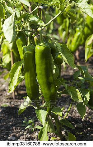 Chili Peppers (Capsicum annuum) growing in a garden View Large Photo Image Stock Photo - Chili Peppers (Capsicum annuum) growing in a garden. Fotosearch