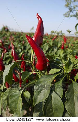 Stock Image - "Chili peppers (Capsicum annuum) grown to make Hungarian paprika, Kalocsa, Hungary, Europe". Fotosearch
