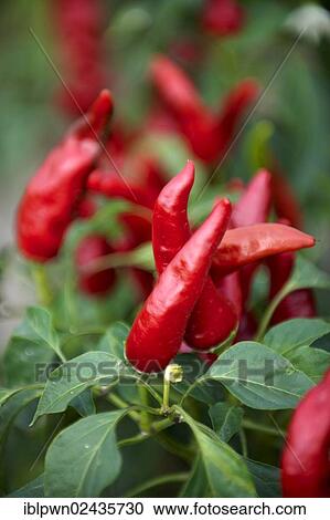 Stock Image - "Chilis growing at Kalocsa, Hungary, Europe". Fotosearch