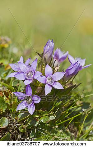 Stock Photo - "Chiltern Gentian (Gentiana germanica), Seewertal, Otztaler Alpen, South Tyrol province, Trentino-Alto Adige, Italy, Europe". Fotosearch
