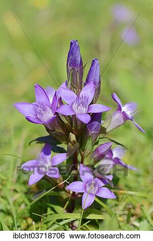 Stock Photograph - "Chiltern Gentian or German Gentian (Gentianella germanica, Gentiana germanica), Werdenfelser Land, Upper Bavaria, Bavaria, Germany, Europe". Fotosearch