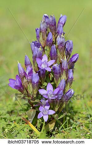 Stock Photography - "Chiltern Gentian or German Gentian (Gentianella germanica, Gentiana germanica), Werdenfelser Land, Upper Bavaria, Bavaria, Germany, Europe". Fotosearch