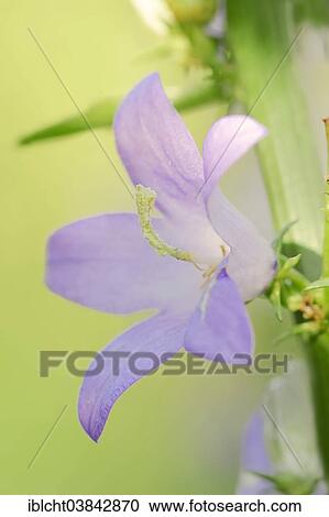 "Chimney Bellflower (Campanula pyramidalis) flowering, Germany, Europe" View Large Photo Image Stock Image - "Chimney Bellflower (Campanula pyramidalis) flowering, Germany, Europe". Fotosearch