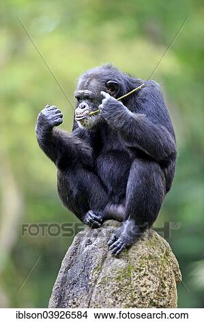 Picture - "Chimpanzee (Pan troglodytes), adult, perched on a rock, feeding, native to Africa, capive, Singapore, Asia". Fotosearch