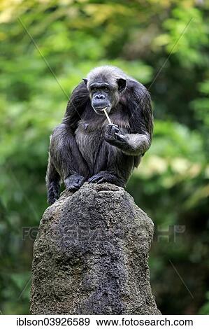 "Chimpanzee (Pan troglodytes), adult, perched on a rock, feeding, native to Africa, capive, Singapore, Asia" View Large Photo Image Stock Photo - "Chimpanzee (Pan troglodytes), adult, perched on a rock, feeding, native to Africa, capive, Singapore, Asia". Fotosearch
