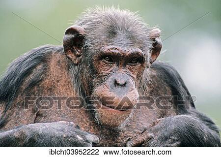 "Chimpanzee (Pan troglodytes), female, native to Africa, captive, Germany, Europe" View Large Photo Image Stock Image - "Chimpanzee (Pan troglodytes), female, native to Africa, captive, Germany, Europe". Fotosearch