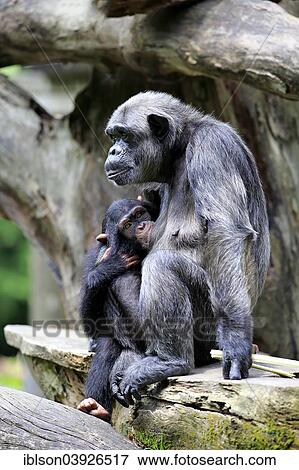 "Chimpanzee (Pan troglodytes) female suckling young, native to Africa, capive, Singapore, Asia" View Large Photo Image Stock Photo - "Chimpanzee (Pan troglodytes) female suckling young, native to Africa, capive, Singapore, Asia". Fotosearch