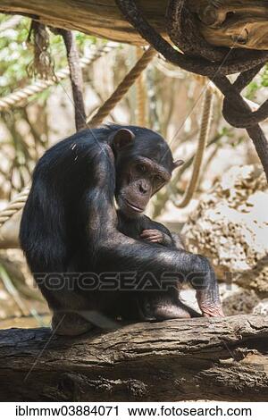 "Chimpanzee (Pan troglodytes), Loro Parque, Puerto de la Cruz, Santa Cruz de Tenerife, Tenerife, Canary Islands, Spain, Europe" View Large Photo Image Stock Image - "Chimpanzee (Pan troglodytes), Loro Parque, Puerto de la Cruz, Santa Cruz de Tenerife, Tenerife, Canary Islands, Spain, Europe". Fotosearch