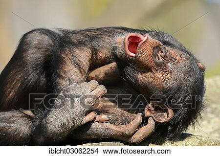 Picture - "Chimpanzee (Pan troglodytes), male yawning, occurrence in Africa, captive, Germany, Europe". Fotosearch