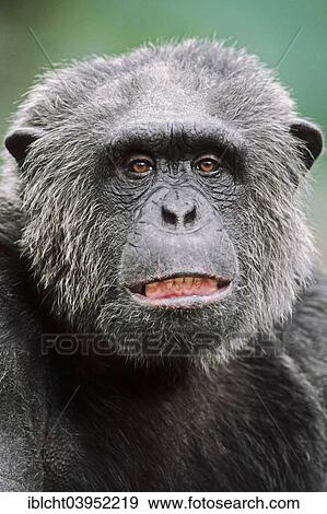 "Chimpanzee (Pan troglodytes), male, native to Africa, captive, Germany, Europe" View Large Photo Image Stock Photo - "Chimpanzee (Pan troglodytes), male, native to Africa, captive, Germany, Europe". Fotosearch