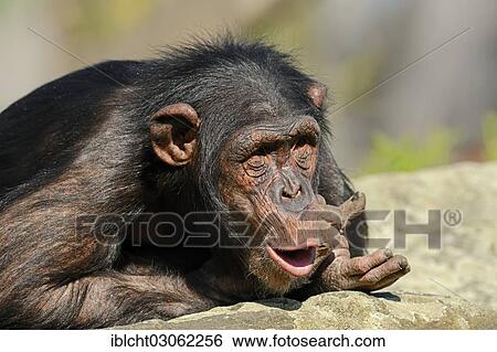 "Chimpanzee (Pan troglodytes), male calling, occurrence in Africa, captive, Germany, Europe" View Large Photo Image Stock Photograph - "Chimpanzee (Pan troglodytes), male calling, occurrence in Africa, captive, Germany, Europe". Fotosearch