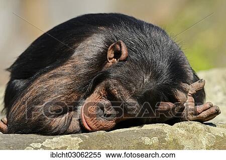 Stock Photography - "Chimpanzee (Pan troglodytes), male asleep, occurrence in Africa, captive, Germany, Europe". Fotosearch