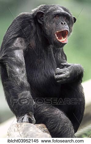 "Chimpanzee (Pan troglodytes), male yawning, native to Africa, captive, Germany, Europe" View Large Photo Image Stock Photography - "Chimpanzee (Pan troglodytes), male yawning, native to Africa, captive, Germany, Europe". Fotosearch