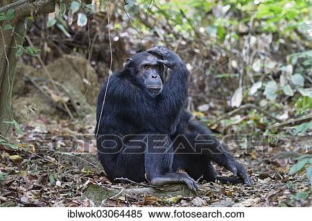 "Chimpanzee (Pan troglodytes), male, thoughtful, Mahale Mountains Nationalpark, Ostafrika, Tanzania, Africa" View Large Photo Image Stock Photography - "Chimpanzee (Pan troglodytes), male, thoughtful, Mahale Mountains Nationalpark, Ostafrika, Tanzania, Africa". Fotosearch