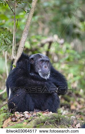 "Chimpanzee (Pan troglodytes), old male, Mahale Mountains Nationalpark, Ostafrika, Tanzania, Africa" View Large Photo Image Stock Photo - "Chimpanzee (Pan troglodytes), old male, Mahale Mountains Nationalpark, Ostafrika, Tanzania, Africa". Fotosearch
