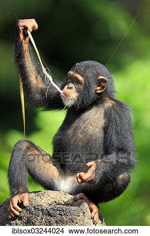 "Chimpanzee (Pan troglodytes troglodytes), juvenile eating, captive, Singapore, Singapore, Asia" View Large Photo Image Picture - "Chimpanzee (Pan troglodytes troglodytes), juvenile eating, captive, Singapore, Singapore, Asia". Fotosearch