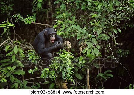 Picture - "Chimpanzee (Pan troglodytes) sitting on a tree, Tacugama sanctuary, enclosure to release the apes back into the wilderness, near Freetown, Western Area, Sierra Leone, Africa". Fotosearch
