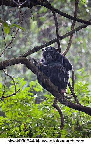 "Chimpanzee (Pan troglodytes) sitting on tree in the rain, Mahale Mountains Nationalpark, Ostafrika, Tanzania, Africa" View Large Photo Image Picture - "Chimpanzee (Pan troglodytes) sitting on tree in the rain, Mahale Mountains Nationalpark, Ostafrika, Tanzania, Africa". Fotosearch