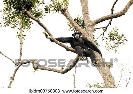 "Chimpanzee (Pan troglodytes) sitting on a tree, Tacugama sanctuary, enclosure to release the apes back into the wilderness, near Freetown, Western Area, Sierra Leone, Africa" View Large Photo Image Stock Image - "Chimpanzee (Pan troglodytes) sitting on a tree, Tacugama sanctuary, enclosure to release the apes back into the wilderness, near Freetown, Western Area, Sierra Leone, Africa". Fotosearch