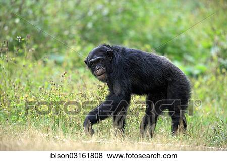 "Chimpanzee (Pan troglodytes troglodytes), occurrence in Africa, adult, captive, Krefeld, North Rhine-Westphalia, Germany, Europe" View Large Photo Image Stock Photo - "Chimpanzee (Pan troglodytes troglodytes), occurrence in Africa, adult, captive, Krefeld, North Rhine-Westphalia, Germany, Europe". Fotosearch