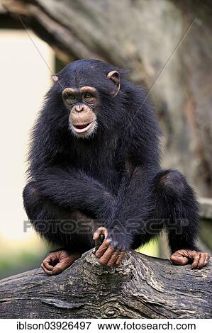 "Chimpanzee (Pan troglodytes), adolescent, young, perched on a tree, native to Africa, capive, Singapore, Asia" View Large Photo Image Stock Photo - "Chimpanzee (Pan troglodytes), adolescent, young, perched on a tree, native to Africa, capive, Singapore, Asia". Fotosearch