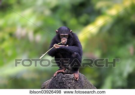 "Chimpanzee (Pan troglodytes), adolescent, young, perched on a rock, feeding, native to Africa, capive, Singapore, Asia" View Large Photo Image Stock Photo - "Chimpanzee (Pan troglodytes), adolescent, young, perched on a rock, feeding, native to Africa, capive, Singapore, Asia". Fotosearch