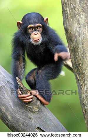Stock Photograph - "Chimpanzee (Pan troglodytes troglodytes), juvenile climbing on a tree, captive, Singapore, Singapore, Asia". Fotosearch