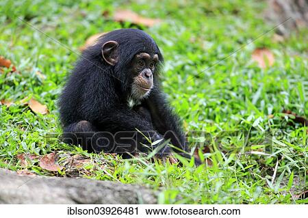"Chimpanzee (Pan troglodytes), young, native to Africa, capive, Singapore, Asia" View Large Photo Image Stock Image - "Chimpanzee (Pan troglodytes), young, native to Africa, capive, Singapore, Asia". Fotosearch
