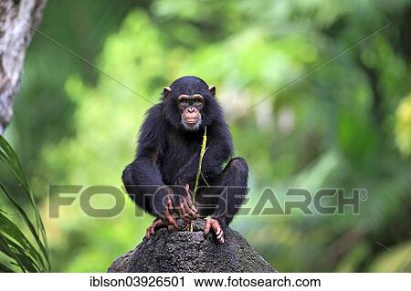 "Chimpanzee (Pan troglodytes), young, perched on a rock, feeding, native to Africa, capive, Singapore, Asia" View Large Photo Image Stock Image - "Chimpanzee (Pan troglodytes), young, perched on a rock, feeding, native to Africa, capive, Singapore, Asia". Fotosearch