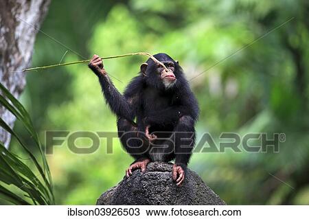 "Chimpanzee (Pan troglodytes), young, perched on a rock, feeding, native to Africa, capive, Singapore, Asia" View Large Photo Image Stock Image - "Chimpanzee (Pan troglodytes), young, perched on a rock, feeding, native to Africa, capive, Singapore, Asia". Fotosearch