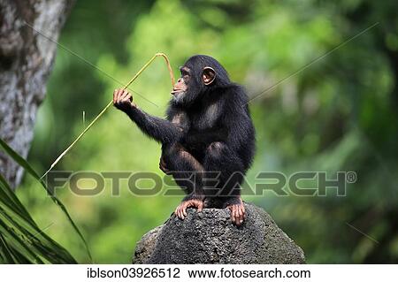 "Chimpanzee (Pan troglodytes), young, perched on a rock, feeding, native to Africa, capive, Singapore, Asia" View Large Photo Image Stock Image - "Chimpanzee (Pan troglodytes), young, perched on a rock, feeding, native to Africa, capive, Singapore, Asia". Fotosearch