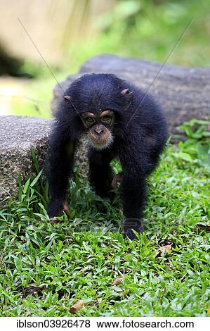 "Chimpanzee (Pan troglodytes), young, native to Africa, capive, Singapore, Asia" View Large Photo Image Stock Photo - "Chimpanzee (Pan troglodytes), young, native to Africa, capive, Singapore, Asia". Fotosearch