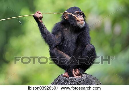 "Chimpanzee (Pan troglodytes), young, perched on a rock, feeding, native to Africa, capive, Singapore, Asia" View Large Photo Image Stock Photo - "Chimpanzee (Pan troglodytes), young, perched on a rock, feeding, native to Africa, capive, Singapore, Asia". Fotosearch