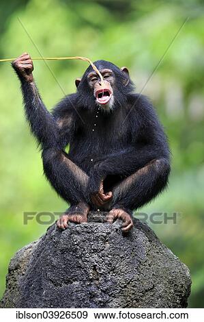 "Chimpanzee (Pan troglodytes), young, perched on a rock, feeding, native to Africa, capive, Singapore, Asia" View Large Photo Image Stock Photo - "Chimpanzee (Pan troglodytes), young, perched on a rock, feeding, native to Africa, capive, Singapore, Asia". Fotosearch