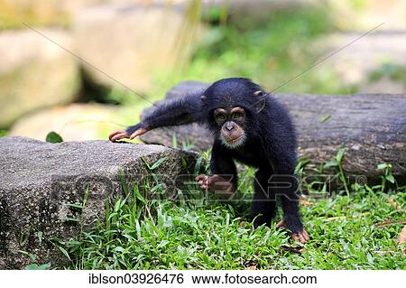 "Chimpanzee (Pan troglodytes), young, native to Africa, capive, Singapore, Asia" View Large Photo Image Stock Photograph - "Chimpanzee (Pan troglodytes), young, native to Africa, capive, Singapore, Asia". Fotosearch