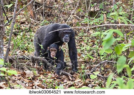 "Chimpanzees (Pan troglodytes), female with young, Mahale Mountains Nationalpark, Ostafrika, Tanzania, Africa" View Large Photo Image Stock Image - "Chimpanzees (Pan troglodytes), female with young, Mahale Mountains Nationalpark, Ostafrika, Tanzania, Africa". Fotosearch