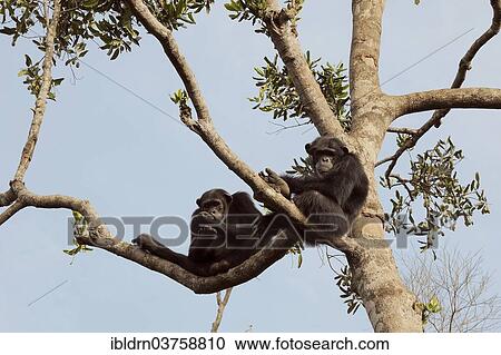 Stock Image - "Chimpanzees (Pan troglodytes) sitting on a tree, Tacugama sanctuary, enclosure to release the apes back into the wilderness, near Freetown, Western Area, Sierra Leone, Africa". Fotosearch