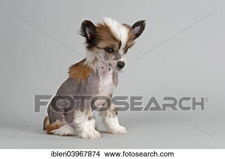 "Chinese Crested Dog, hairless, puppy, 7 weeks" View Large Photo Image Picture - "Chinese Crested Dog, hairless, puppy, 7 weeks". Fotosearch