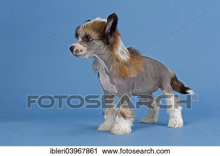 Stock Image - "Chinese Crested Dog, hairless, puppy, 7 weeks". Fotosearch