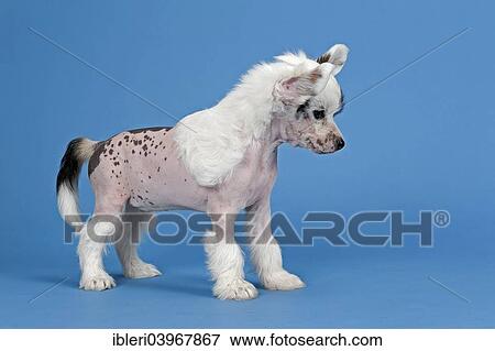 "Chinese Crested Dog, hairless, puppy, 7 weeks" View Large Photo Image Stock Photo - "Chinese Crested Dog, hairless, puppy, 7 weeks". Fotosearch