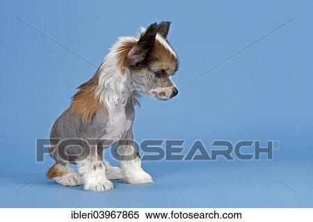 "Chinese Crested Dog, hairless, puppy, 7 weeks" View Large Photo Image Stock Photography - "Chinese Crested Dog, hairless, puppy, 7 weeks". Fotosearch