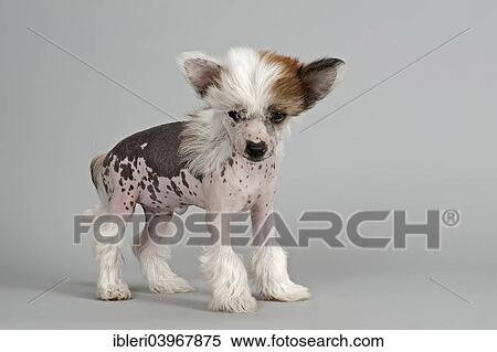 Chinese Crested Hairless Puppies Goldenacresdogs Chinese Crested Hairless Puppies