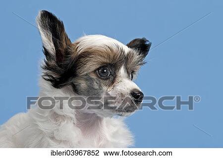 "Chinese Crested Dog, Powder Puff, puppy, 7 weeks" View Large Photo Image Stock Image - "Chinese Crested Dog, Powder Puff, puppy, 7 weeks". Fotosearch
