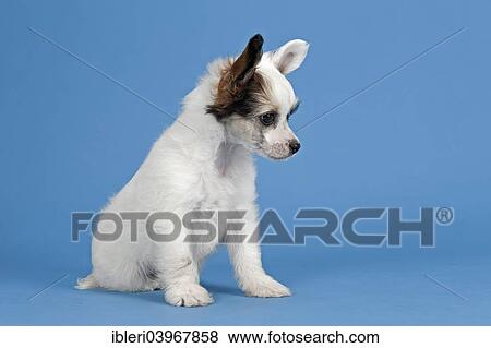 "Chinese Crested Dog, Powder Puff, puppy, 7 weeks" View Large Photo Image Stock Photo - "Chinese Crested Dog, Powder Puff, puppy, 7 weeks". Fotosearch