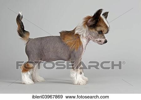Stock Photo - "Chinese Crested puppy, 7 weeks, Hairless". Fotosearch